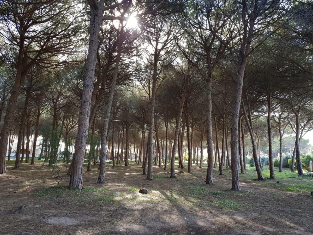 Mimosa Bilocale Cala Liberotto Exterior foto