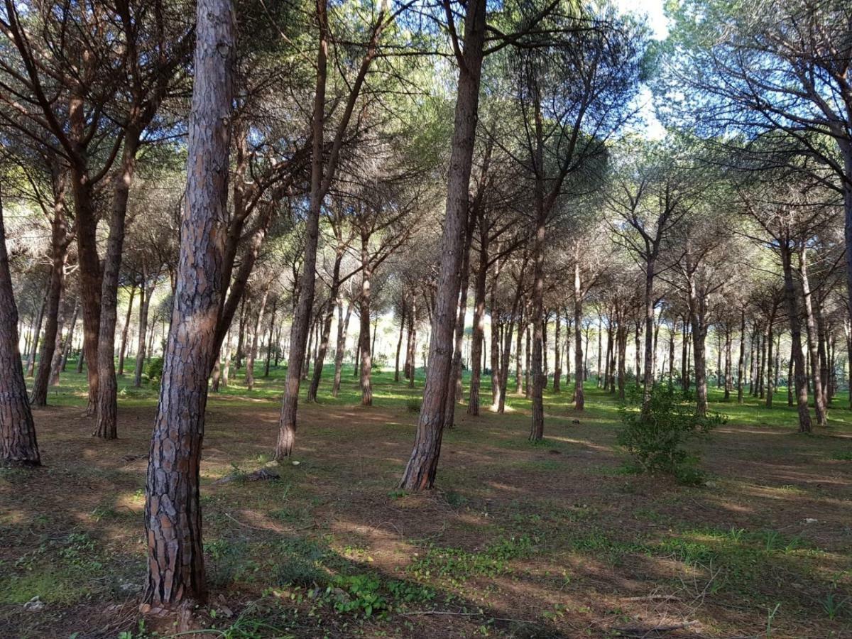 Mimosa Bilocale Cala Liberotto Exterior foto